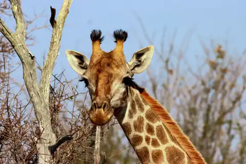 Giraffe | Muize Safari