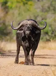 Cape Buffalo | Muize Safari