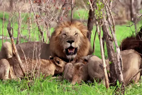 Pride of Lions | Muize Safari