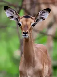 Impala Calf | Muize Safari