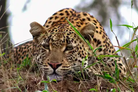 © Pungwe Safari Camp