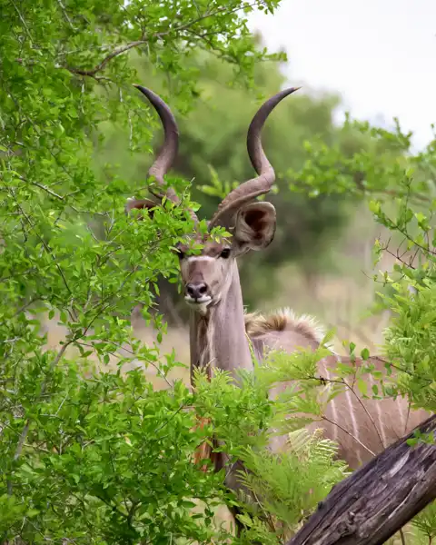 © Pungwe Safari Camp