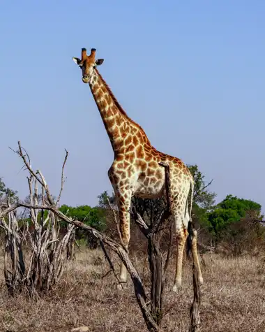 © Pungwe Safari Camp