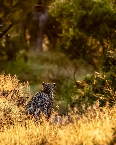 © Pungwe Safari Camp